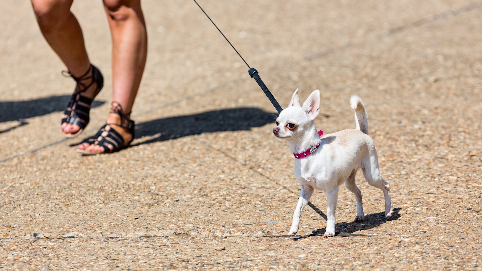 white chihuahua on brown sand during daytime