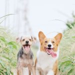 Barf honden: natuurlijk en gezond voeren