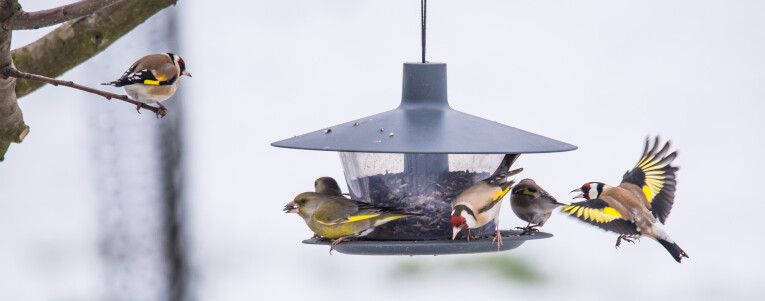 A,European,Goldfinch,,Carduelis,Chloris,Bird,Sitting,On,The,Branch
