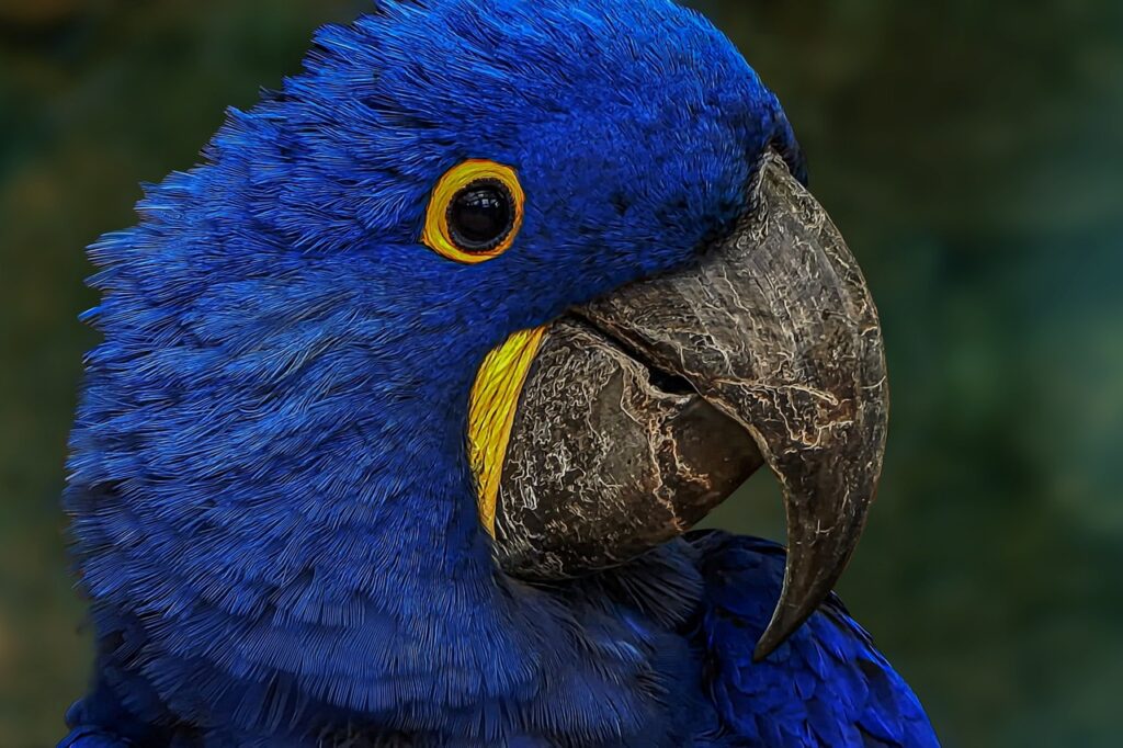 blue-macaw-6516594_1280