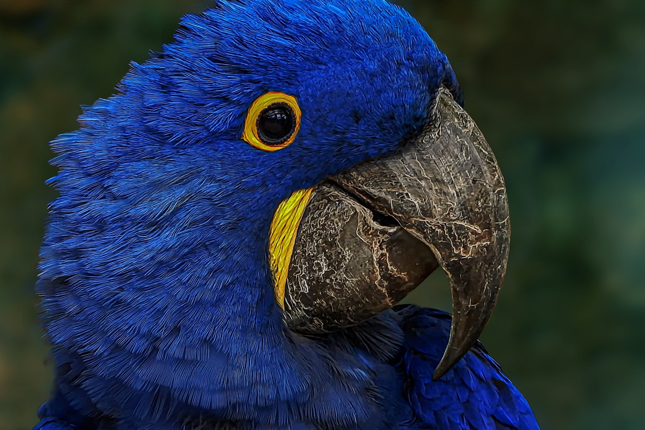 blue-macaw-6516594_1280