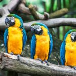 De fascinerende wereld van vogels